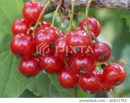 Bunches of red currants, close-up. Ripe red berries. 80831761