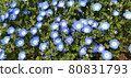 Nemophila 80831793