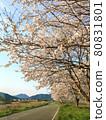 Cherry blossom road at dusk 80831801