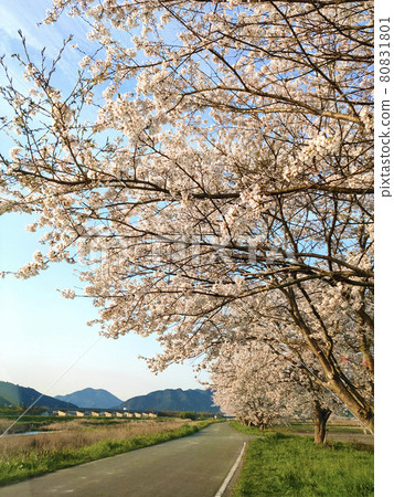 Cherry blossom road at dusk 80831801