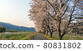 Cherry blossoms at dusk 80831802