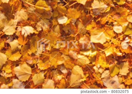blurred texture of fall yellow and orange leaves background blurred texture of fall yellow and orange leaves background 80832075