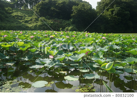 蓮花池 蓮花池 80832100