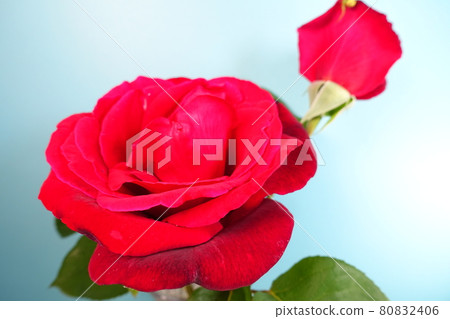 玫瑰盛開玫瑰玫瑰 80832406