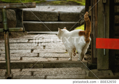Back view of a cat walking on cobblestones 80832650