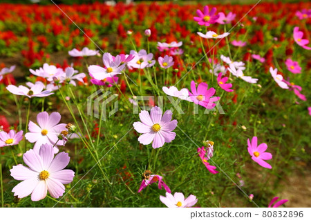 櫪木縣那須郡那須町那須花世界 波斯菊花田 80832896