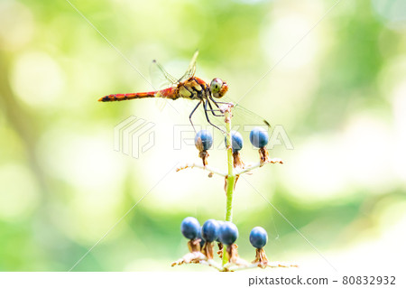 Red dragonfly perched on the stem of Pollia japonica 80832932