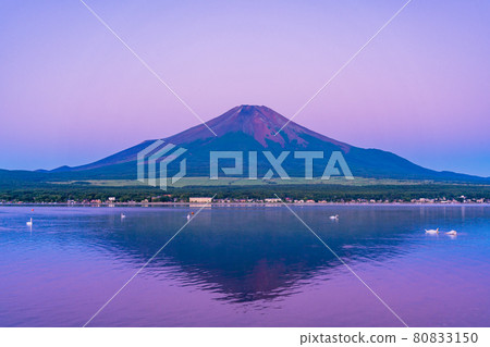 (山梨縣)山中湖水面上的紅富士天鵝 (山梨縣)山中湖水面上的紅富士天鵝 80833150