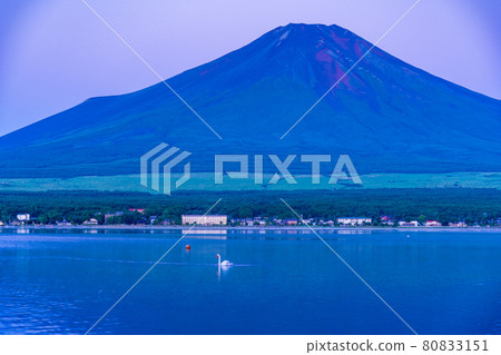 (Yamanashi Prefecture) Red Fuji swan on the surface of Lake Yamanaka (Yamanashi Prefecture) Red Fuji swan on the surface of Lake Yamanaka 80833151