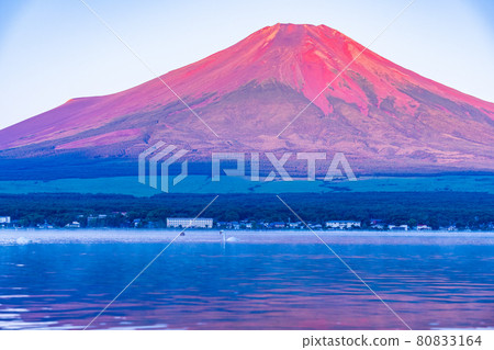 （山梨縣）山中湖水面上的紅富士天鵝 80833164