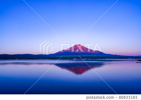 (Yamanashi Prefecture) Red Fuji swan on the surface of Lake Yamanaka (Yamanashi Prefecture) Red Fuji swan on the surface of Lake Yamanaka 80833165