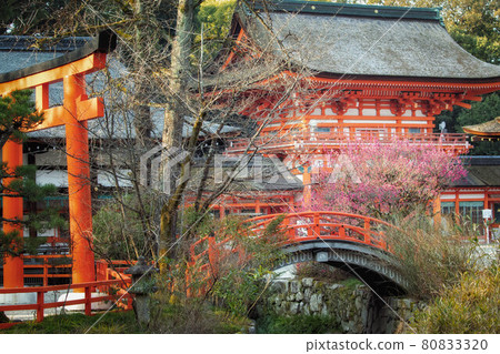 可以看到京都下鴨神社盛開的香蓮梅和鳥居、橋樑和塔門的區域 可以看到京都下鴨神社盛開的香蓮梅和鳥居、橋樑和塔門的區域 80833320