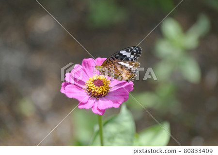 Zinnia flowers and Indian fritillary 80833409