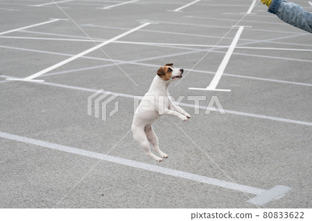 Jack russell terrier dog jumping for a rubber toy. Jack russell terrier dog jumping for a rubber toy. 80833622