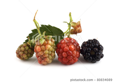Blackberries and leaves. Different ripening Blackberries and leaves. Different ripening 80834089