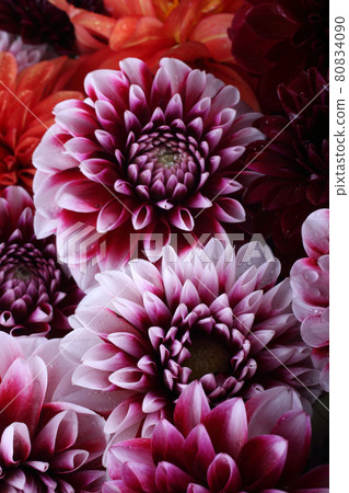 Dahlia flowers background 80834090