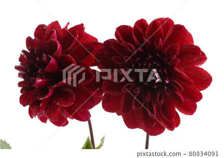 Growing dahlia flowers 80834091