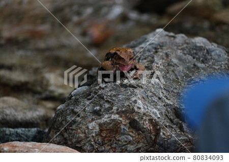 A rocky frog with its forelimbs raised, Miyori Keiryu Fishing Ground, Nikko City, Tochigi Prefecture 80834093