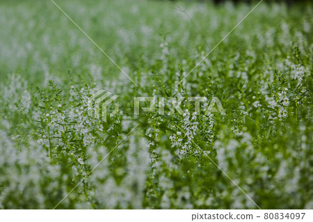 Small bushes of white flowers are ornamental plants in the plot. 80834097