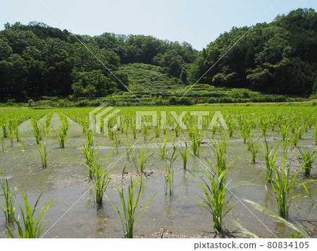 水稻種植後的初夏,農村的稻田 水稻種植後的初夏,農村的稻田 80834105