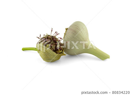 Fresh garlic bulbs and bulbils isolated on white Fresh garlic bulbs and bulbils isolated on white 80834220