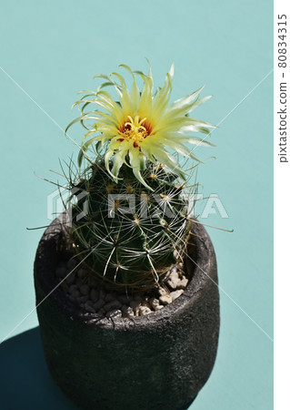 Cactus flower 80834315