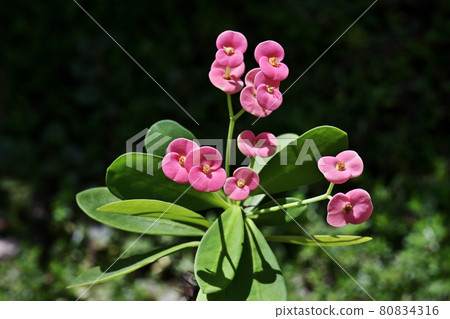 Hanakilin Hanakilin 80834316