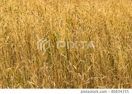 Golden wheat field full frame background. Selective soft focus. Text copy space. 80834355