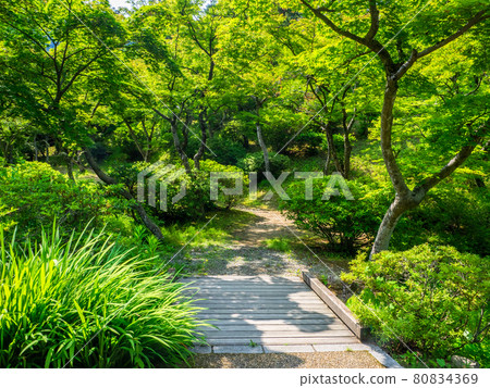 Sidewalk in the fresh green maple (Yahiko Park, Yahiko Village, Niigata Prefecture) 80834369