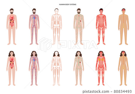 Human body systems 80834493
