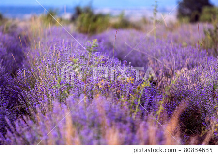 Sunset Lavender Field rows in the summer 80834635