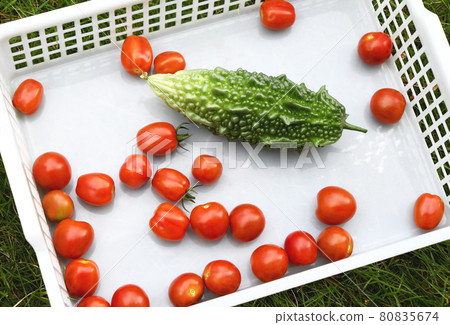 菜園今天的收成適中 菜園今天的收成適中 80835674