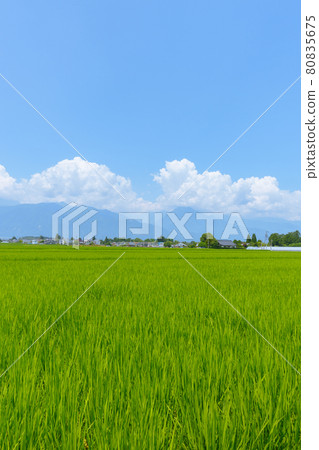 夏安曇野【夏雲和稻田】 80835675
