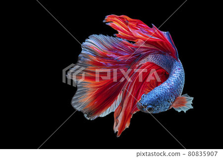 The moving moment beautiful of red and blue Siamese betta fish with copy space. 80835907