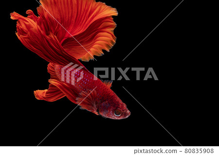 Halfmoon Betta fighting fish in Thailand on isolated black background.  80835908
