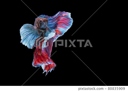 Halfmoon Betta fighting fish in Thailand on isolated black background.  80835909