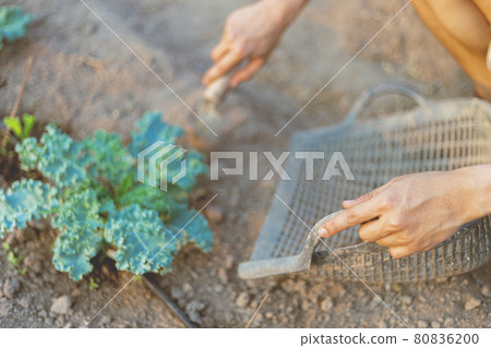Gardening concept a young farmer shoveling the dirt around the plants to let oxygen get through the roots easily 80836200
