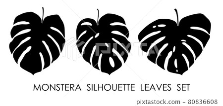 Black silhouettes of tropical plant Monstera leaves. Leaves of rainforest plants. Vector isolated on white background Black silhouettes of tropical plant Monstera leaves. Leaves of rainforest plants. Vector isolated on white background 80836608
