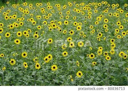 Sunflower group Sunflower group 80836713