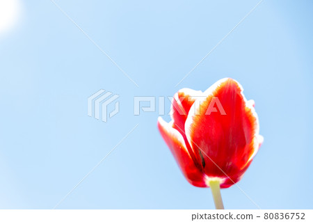 Tulips blooming toward the blue sky Tulips blooming toward the blue sky 80836752