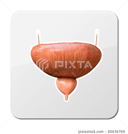 Human bladder icon. sign for mobile concept and web design. Bladder internal organ Symbol, logo illustration, 3d and 2d graphic 80836769