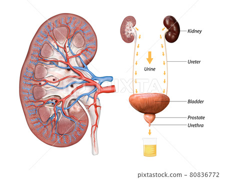 Scientific medical illustration of kidneys and bladder anatomy 3d render, 2d graphic 80836772