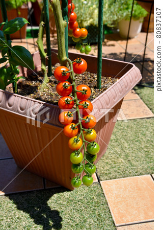 公寓裡一個漂亮的廚房花園種植紅櫻桃番茄和羅勒伴侶植物 公寓裡一個漂亮的廚房花園種植紅櫻桃番茄和羅勒伴侶植物 80837107