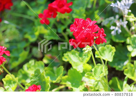 Geraniumium flowers Geraniumium flowers 80837818