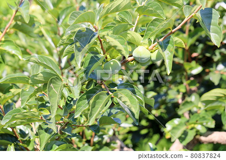 Persimmon nuts 80837824