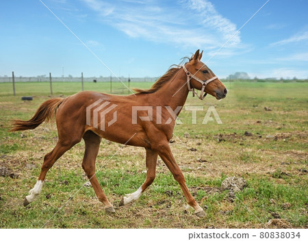 Chestnut horse in paddock on sunny day. Beautiful pet 80838034