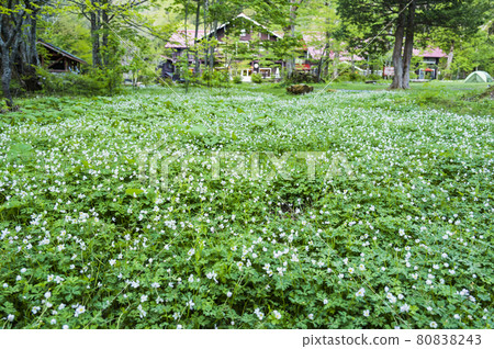 Tokusawa flaccid anemone community Tokusawa flaccid anemone community 80838243