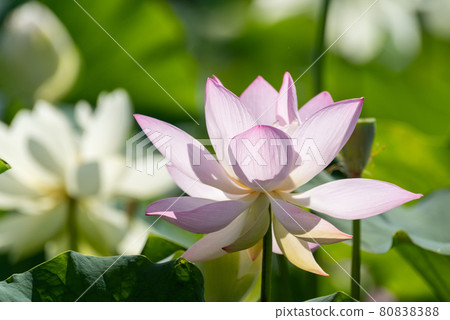 蓮花 蓮花 80838388