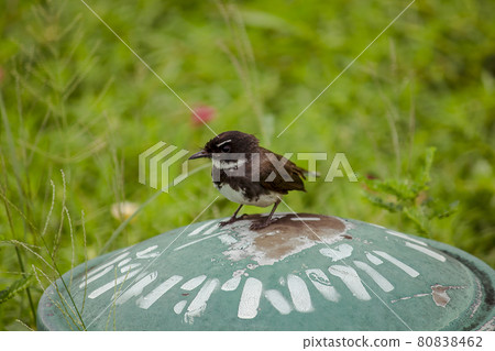 little bird on the lawn little bird on the lawn 80838462