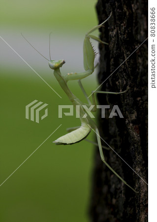 Mantis in trees, almost all species of mantis are predators. hunt smaller insects or animals that are slightly larger Mantis in trees, almost all species of mantis are predators. hunt smaller insects or animals that are slightly larger 80838666